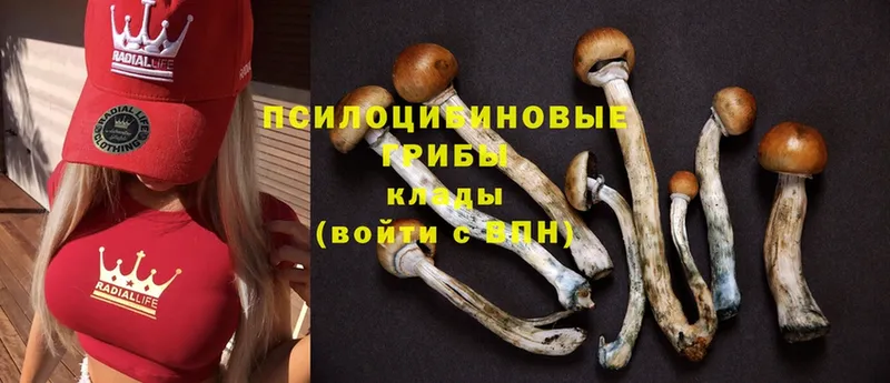 Галлюциногенные грибы GOLDEN TEACHER  где купить наркотик  Кострома 